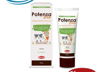 POTENZA CATS